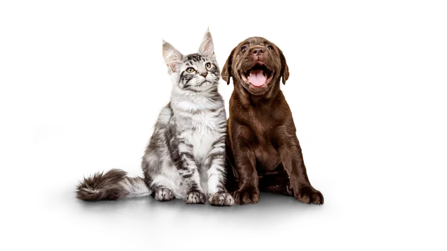 Fetch Pet Insurance ad creative: Up to 90% of vet bills covered