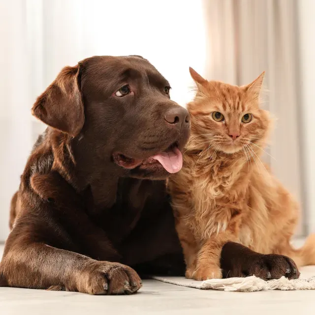 Forbes ad creative: Top 5 Pet Insurance Plans