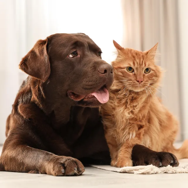 Forbes ad creative: Compare Pet Insurance Quotes