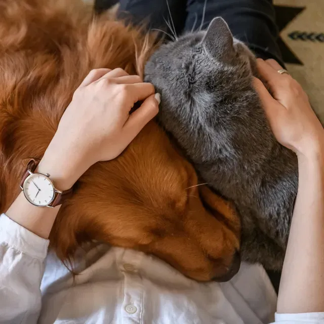 BestMoney ad creative: Best Pet Insurance 2026