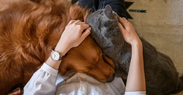 BestMoney ad creative: Best Pet Insurance 2026